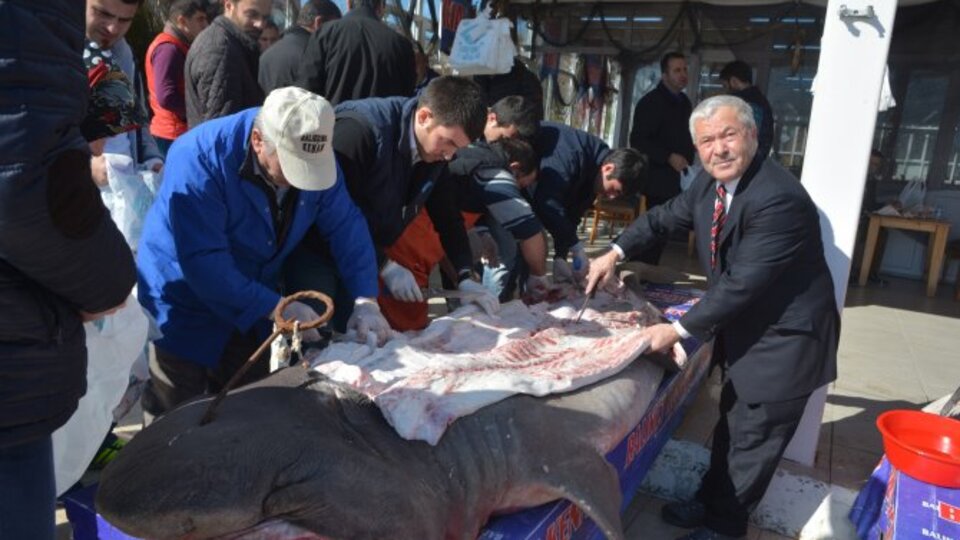 Bedava ekmek arası köpekbalığı dağıttılar!