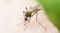 Zika virüsü şimdi de o ülkede görüldü!