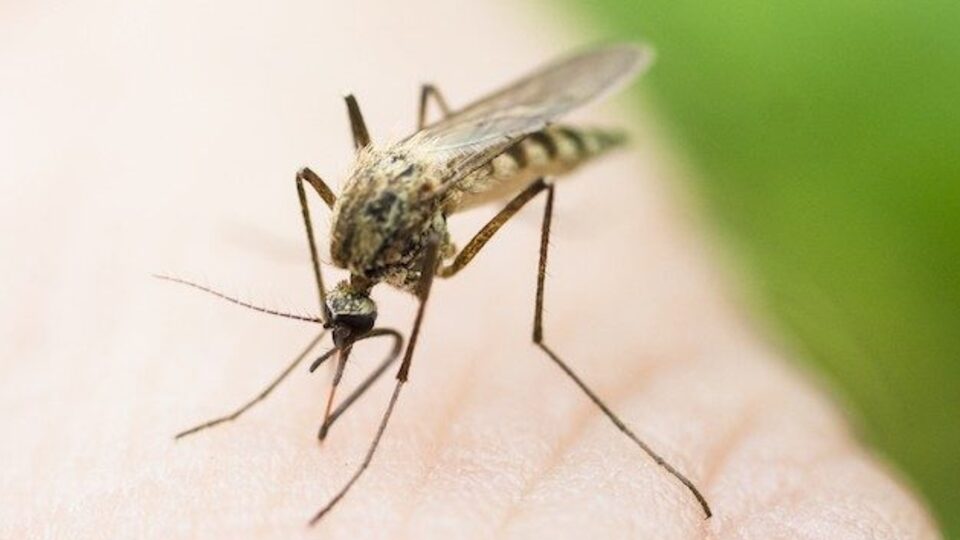 Zika virüsü şimdi de o ülkede görüldü!