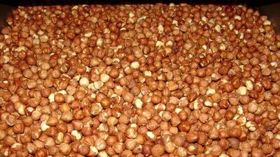 Fındığın kilosu 210 TL!