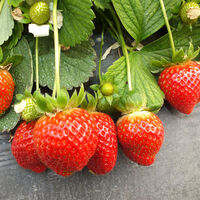 Zekayı geliştiren kahraman yiyecekler!