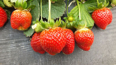 Zekayı geliştiren kahraman yiyecekler!