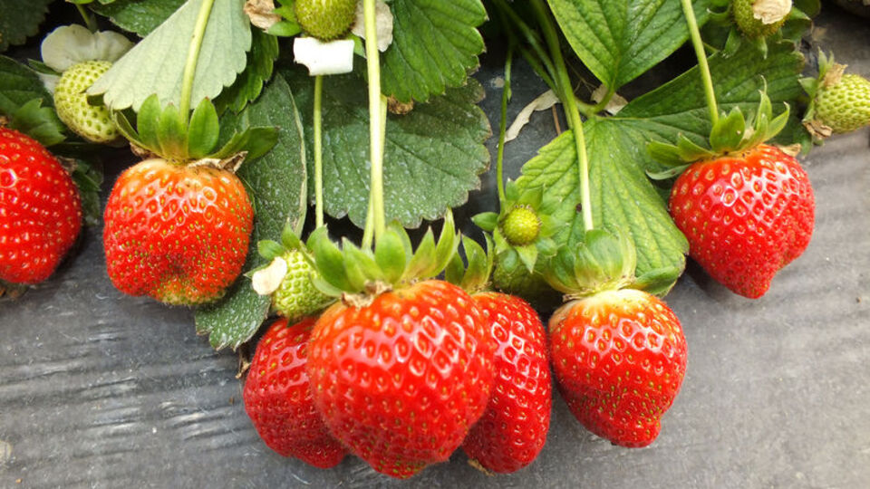 Zekayı geliştiren kahraman yiyecekler!