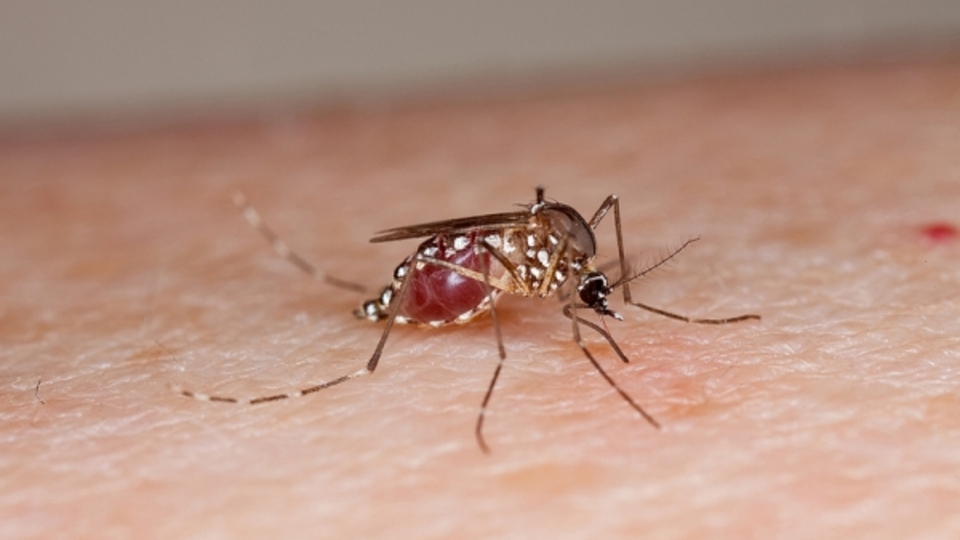 Zika virüsü 3 kişiyi öldürdü!