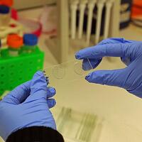 Zika aşısı ne zaman çıkacak?