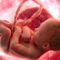 Anne karnında gözleri görüyor mu?