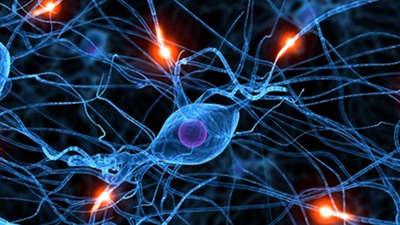 Mini beyin üretildi!