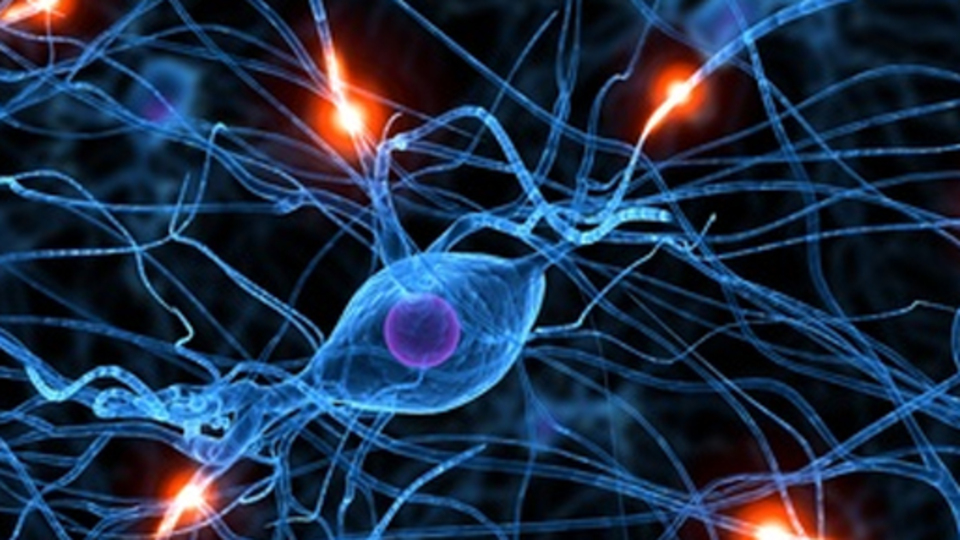 Mini beyin üretildi!