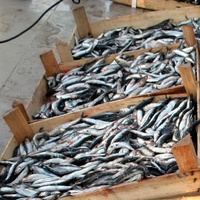 Balık fiyatları yükselişte