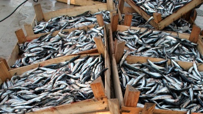 Balık fiyatları yükselişte