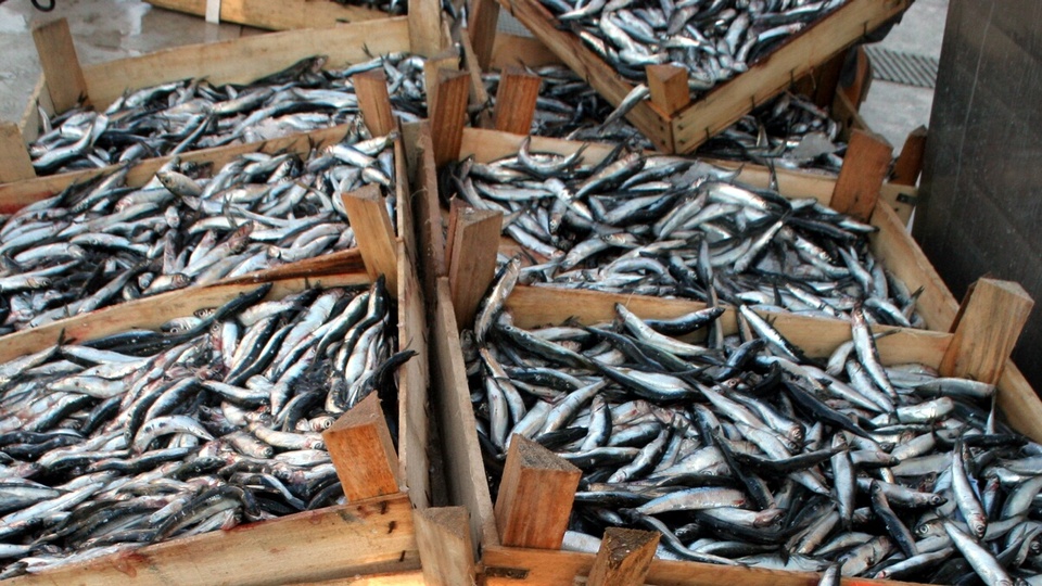 Balık fiyatları yükselişte