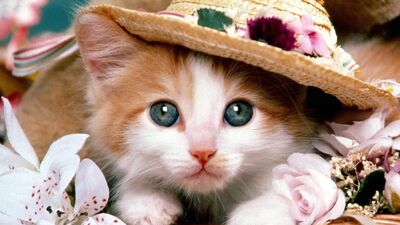 "Kedi için ruhsat iptali söz konusu değil"