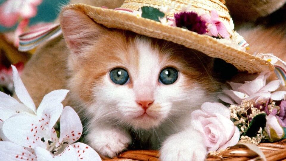 "Kedi için ruhsat iptali söz konusu değil"