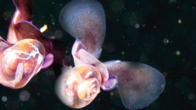 Yeni bir tür keşfedildi: Arıya benziyor