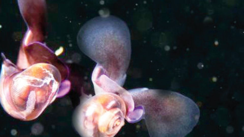 Yeni bir tür keşfedildi: Arıya benziyor