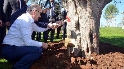 Bakan eşi için 415 yıllık ağaç dikti!