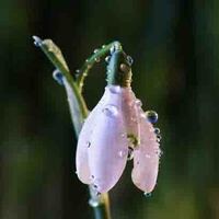 Cemre düşmesi nedir?