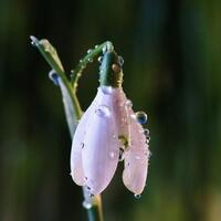 Cemre ne zaman düşer?