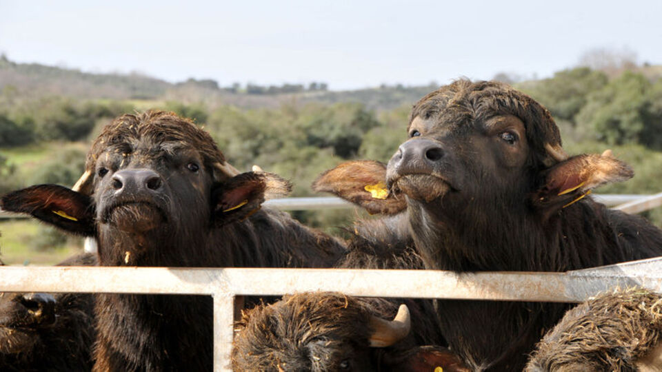İtalyan peyniri yemek için manda çiftliği kurdular