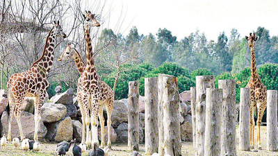 'Doğal Yaşam'daki Zarife'ye 3 yeni arkadaş