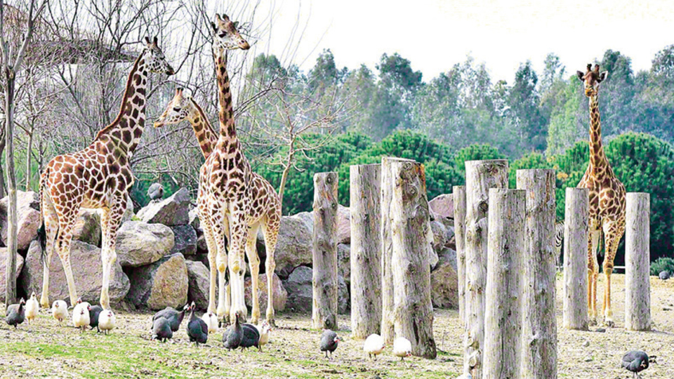 'Doğal Yaşam'daki Zarife'ye 3 yeni arkadaş