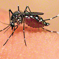 Zika'da korkutan gelişme!