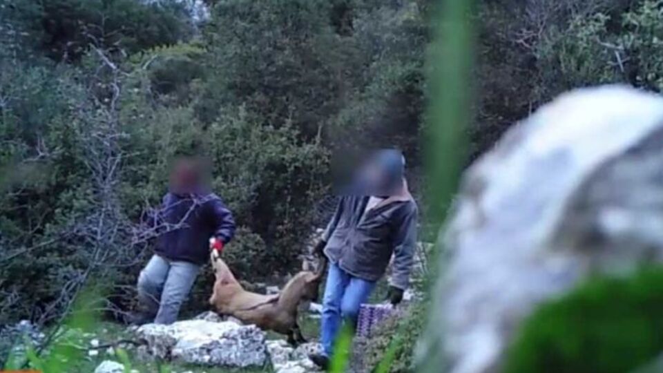 Fotokapana yakalandılar!