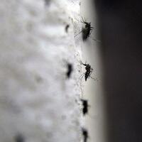 Sağlık Bakanlığı'ndan Zika virüsü broşürü