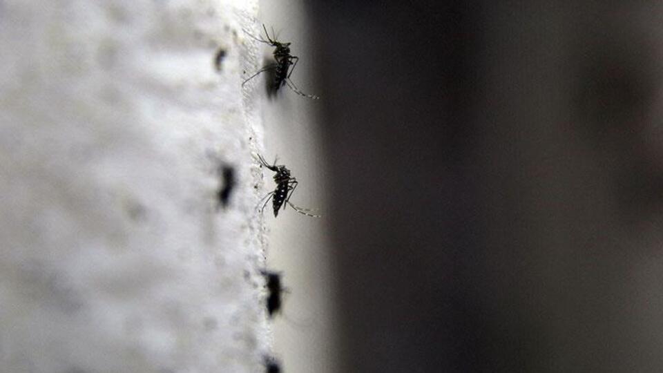 Sağlık Bakanlığı'ndan Zika virüsü broşürü