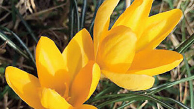 'İstanbulensis' çiçek açtı!