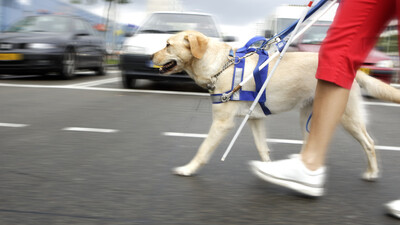 Görme Engelliler için Rehber Köpekler artık Türkiye'de!