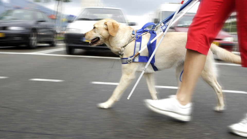 Görme Engelliler için Rehber Köpekler artık Türkiye'de!