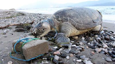 "Bunun adı canilik"