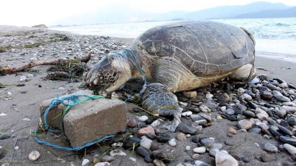 "Bunun adı canilik"