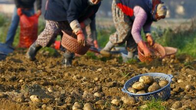 35 kuruşa kadar düştü