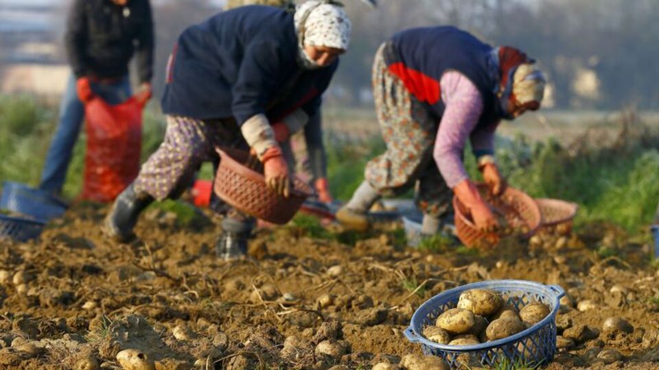 35 kuruşa kadar düştü