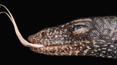 Pasifik'te heyecanlandıran keşif!