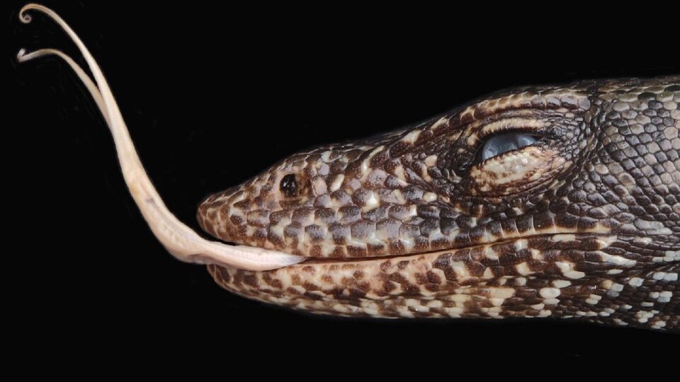 Pasifik'te heyecanlandıran keşif!