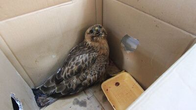 Yaralı kızıl şahin tedavi edildi