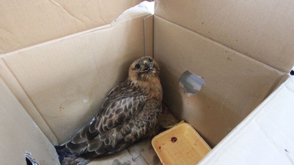 Yaralı kızıl şahin tedavi edildi