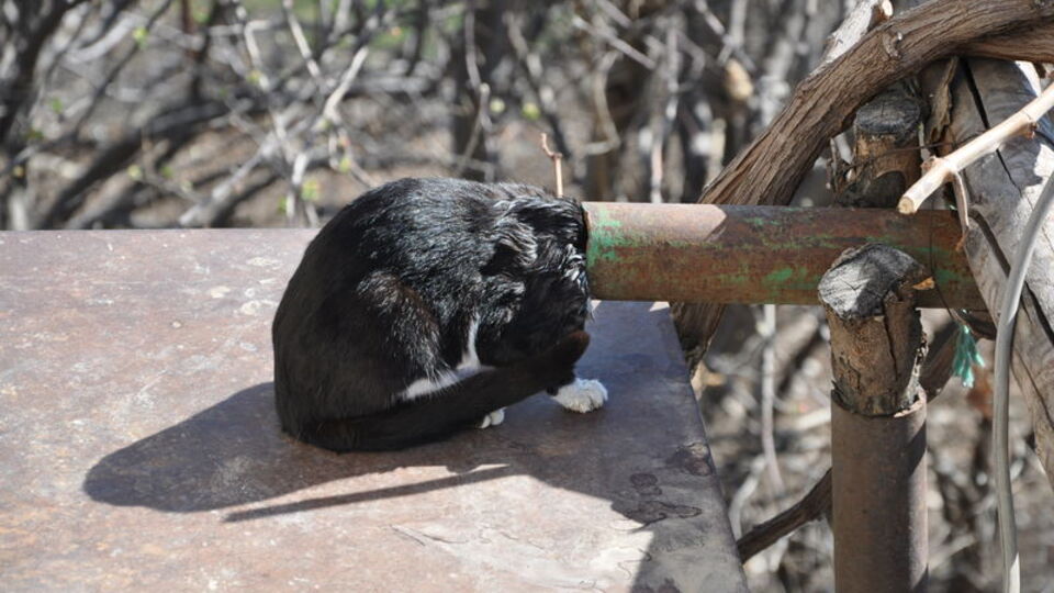 Demir boruya sıkışan kedi kurtarıldı