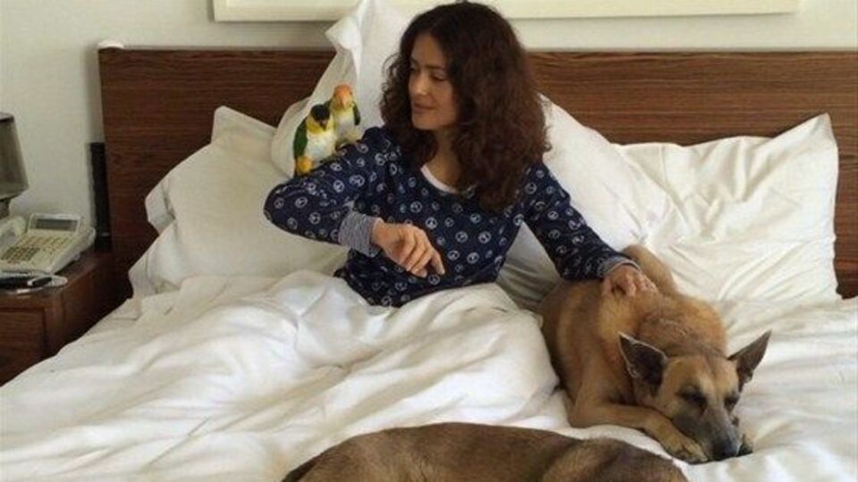 Köpeği Mozart'ı öldürdüler