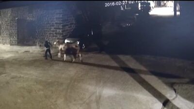 Ahırdan inek çaldılar ama...