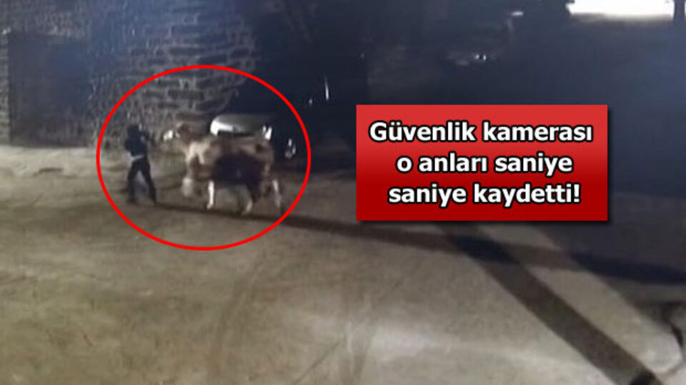 Ahırdan inek çaldılar ama...