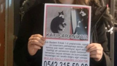 Kaybolan kedisini ilanla arıyor!