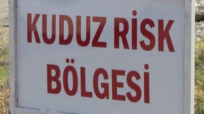 Mersin'de kuduz paniği!