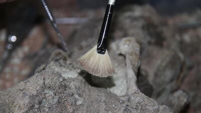 164 milyon yıllık büyük keşif!