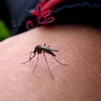 Zika virüsü Türkiye için bir tehdit mi?