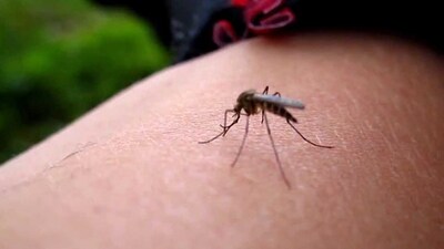 Zika virüsü Türkiye için bir tehdit mi?