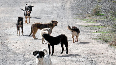 Sokaklarda 130 bin köpek 125 bin kedi var